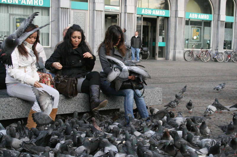 Swamped by Pigeons